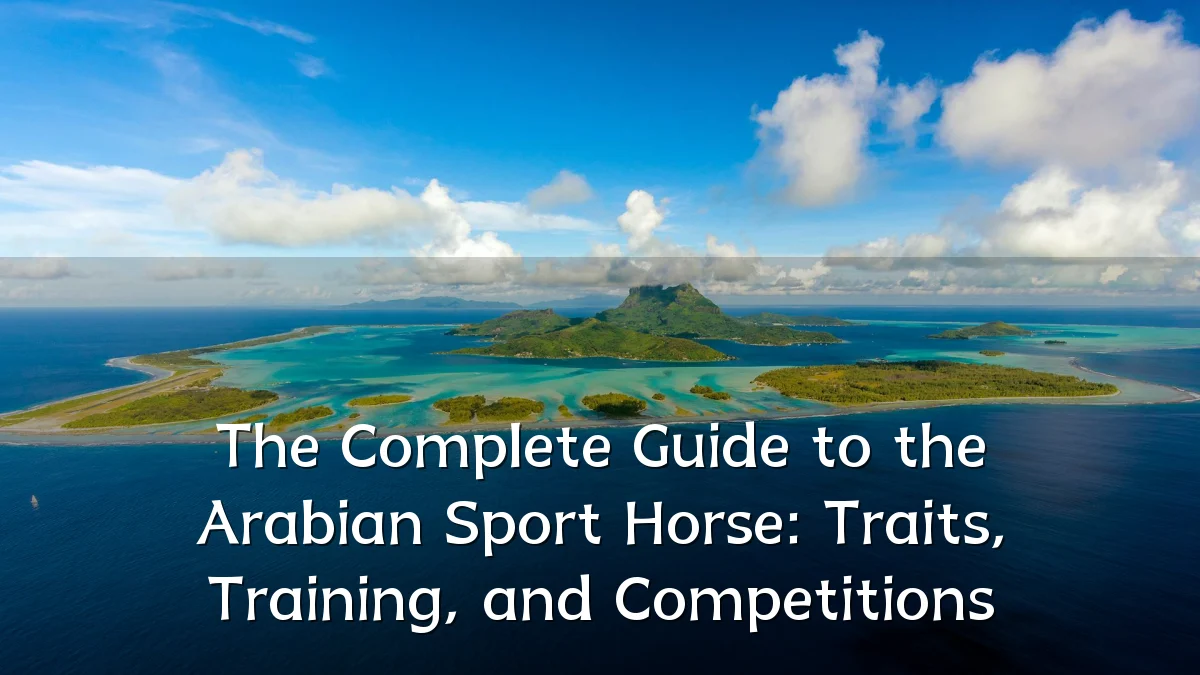 The Complete Guide to the Arabian Sport Horse: Traits, Training, and Competitions